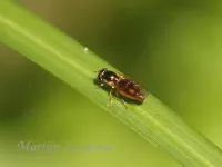 Gewone driehoekszweefvlieg [Melanostoma mellinum]